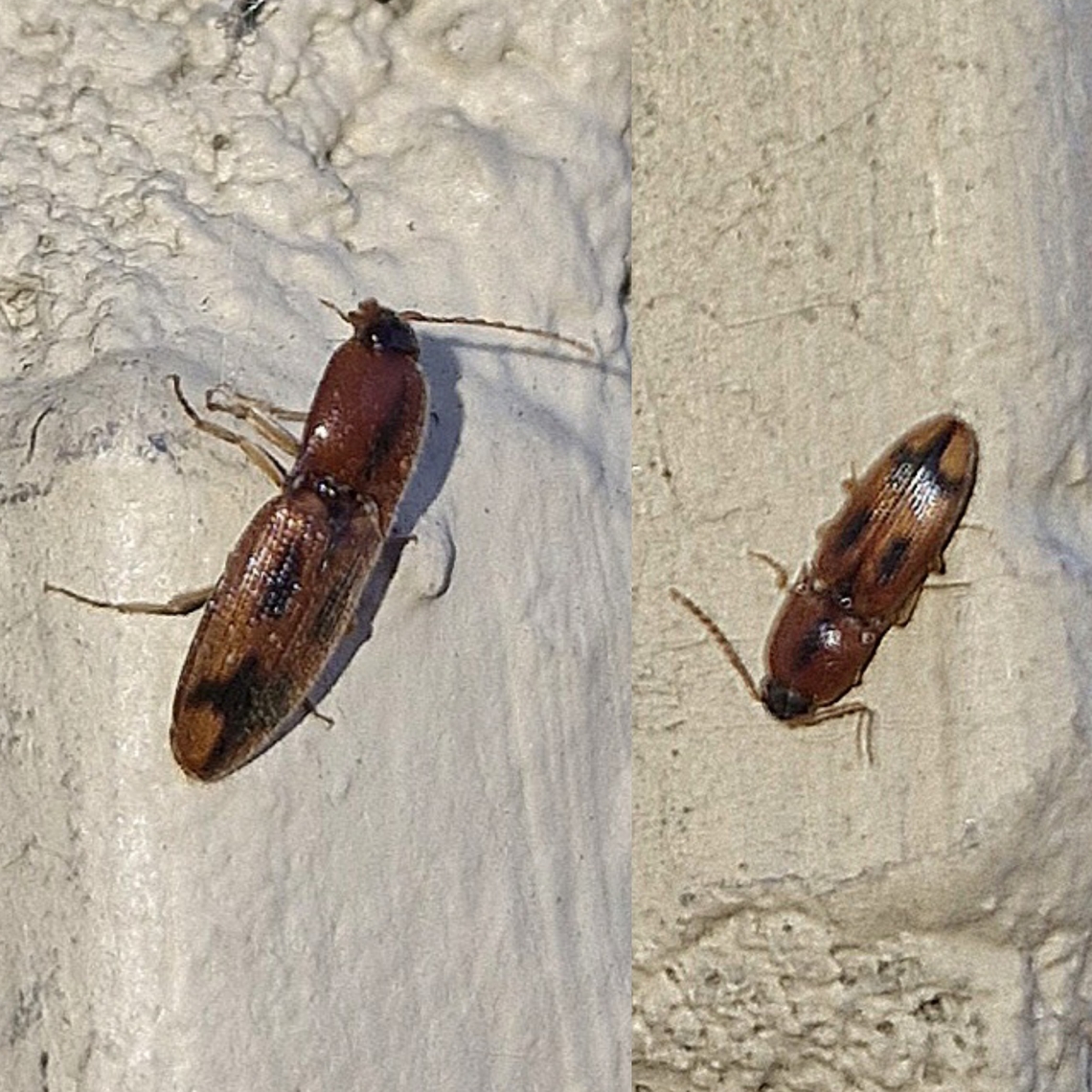 Flat Wireworm No species identified. I tried. Aeolus mellillus,Elateridae,Flat Wireworm,Geotagged,Oophorini,United States