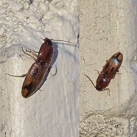 Flat Wireworm No species identified. I tried. Aeolus mellillus,Elateridae,Flat Wireworm,Geotagged,Oophorini,United States