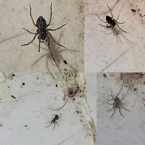 The guy who lives in the shower corner. Not a fan of lights. Google lens identified it as a wall spider.  I found the spider too dark to qualify.  The legs look similar but it would have a black dot on the back of the thorax. The webbing would be different too. Arachnida,Araneae,Badumna longinqua,Desidae,Geotagged,United States,grey house spider,male