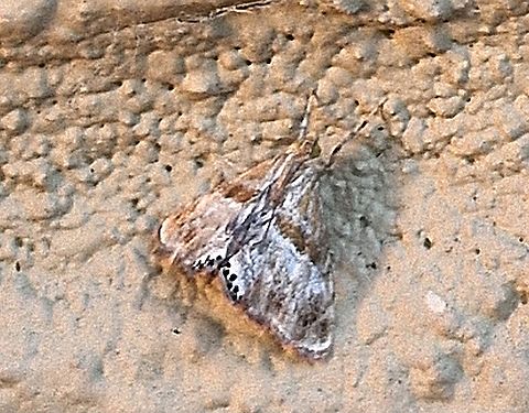 Petrophila jaliscalis  Crambidae,Geotagged,Lepidoptera,Petrophila jaliscalis,Summer,United States