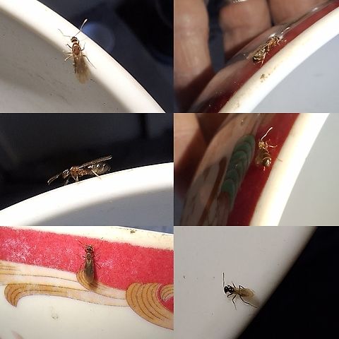 Female winter ant with a male nearby They usually hibernate in the summer.  Not sure why they were there in July rendezvous. Maybe the California subspecies does things differently.  Formicidae,Geotagged,Hymenoptera,Prenolepis imparis,Prenolepis imparis californica,United States,Winter ant,female,male,queen