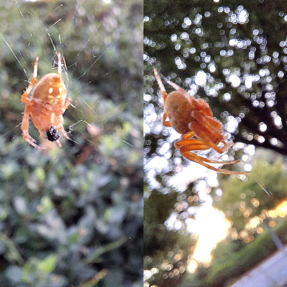 Neoscona crucifera She&#039;s still young. She was in a hard spot to take pictures. These were the best pictures before she ran off. Apparently, Wikipedia needs to update the range of this species since bug guide has had people identify  since 2006 being in San Jose.  Araneomorphae,Chelicerata,Geotagged,Hentz’s orbweaver,Neoscona crucifera,Spotted Orbweaver,United States