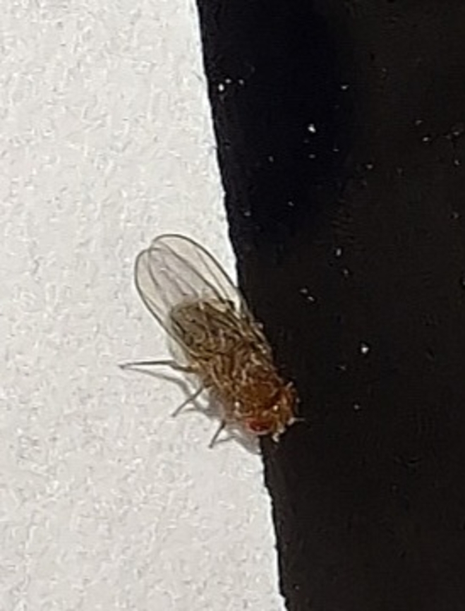 common fruit fly  Common Fruit Fly,Diptera,Drosophila melanogaster,Drosophilidae,Geotagged,Summer,United States,common fruit fly