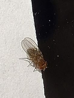 common fruit fly  Common Fruit Fly,Diptera,Drosophila melanogaster,Drosophilidae,Geotagged,Summer,United States,common fruit fly