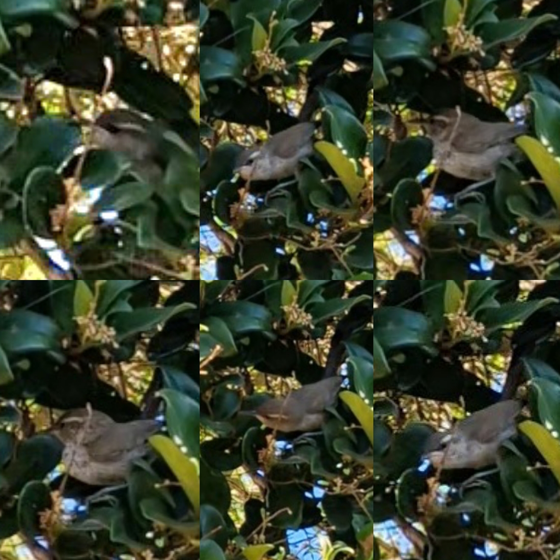 Bewick's wren Tiny birds usually move too fast in trees, so I can&#039;t get good pictures.  One of the rare times I could catch such a bird by filming it and taking stills. Google lens is right this time. Bewick's wren,Bewicks wren,Geotagged,Passeriformes,Thryomanes bewickii,Troglodytidae,United States