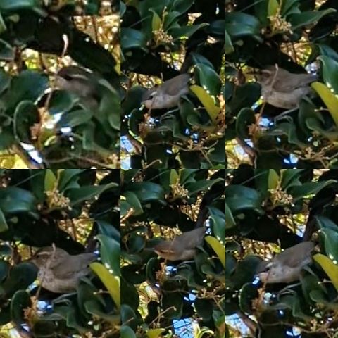 Bewick's wren Tiny birds usually move too fast in trees, so I can't get good pictures.  One of the rare times I could catch such a bird by filming it and taking stills. Google lens is right this time. Bewick's wren,Bewicks wren,Geotagged,Passeriformes,Thryomanes bewickii,Troglodytidae,United States