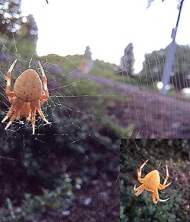I'm surprised the spider is still there. I assumed I spooked her last week. But she stuck around.  Geotagged,Hentz’s orbweaver,Neoscona crucifera,Spotted orbweaver Spider,United States,female,hertz orb weaver