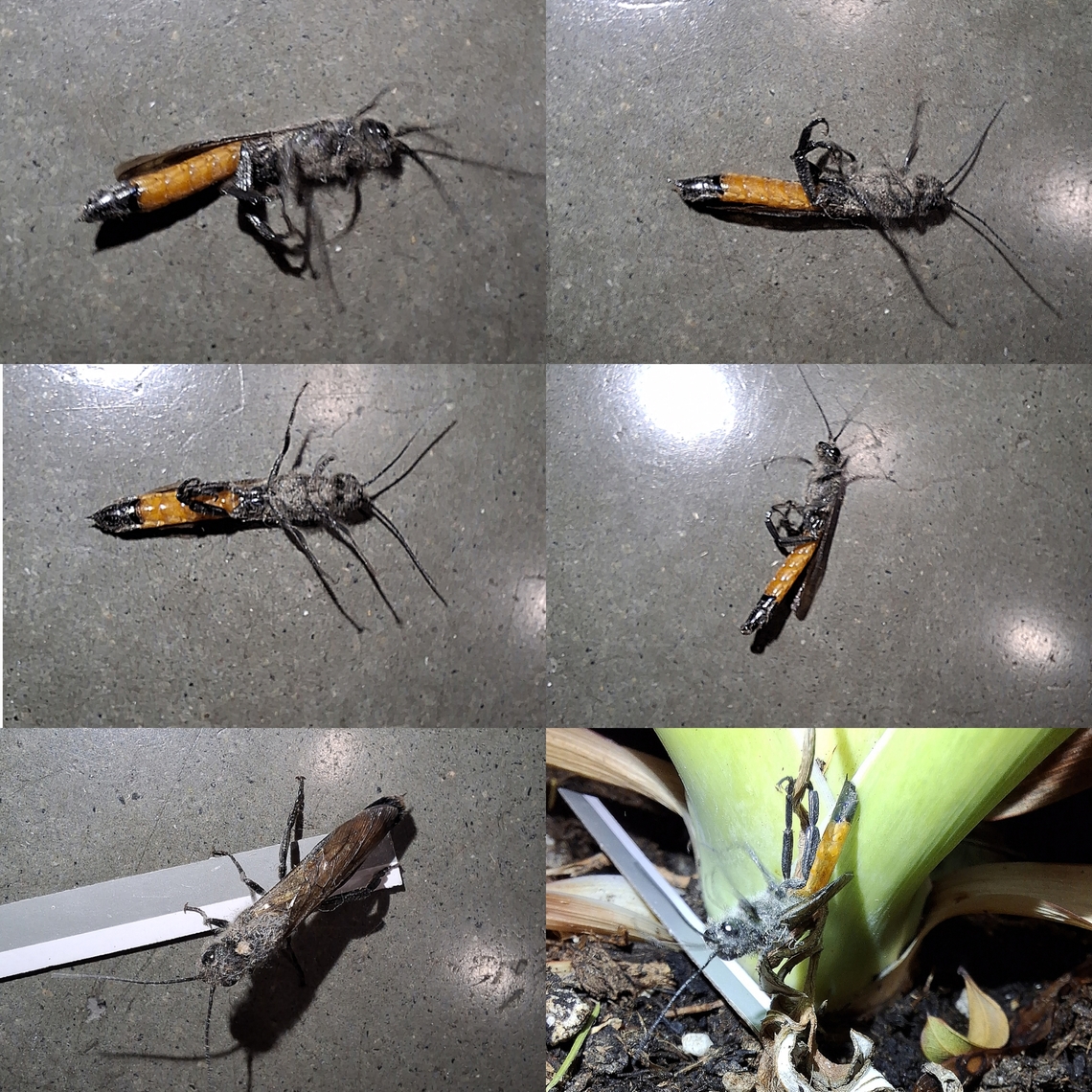 Dusty Sirex areolatus I found him in the lumber department at my work. It took me a while to research.  Areolate Woodwasp,Geotagged,Hymenoptera,Sirex areolatus,Sirex areolatus,Siricidae,United States,Wasp,male,sawfly