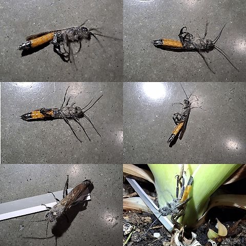 Dusty Sirex areolatus I found him in the lumber department at my work. It took me a while to research.  Areolate Woodwasp,Geotagged,Hymenoptera,Sirex areolatus,Sirex areolatus,Siricidae,United States,Wasp,male,sawfly