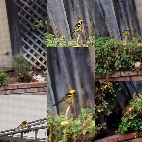 Western Hooded Oriole couple It's grey out, so the quality is so-so. The male is bright yellow while the female is olive complexed. Never seen this type of bird before.  Geotagged,Hooded Oriole,Icteridae,Icterus,Icterus cucullatus,Icterus cucullatus nelsoni,United States,Western Hooded Oriole,female,male