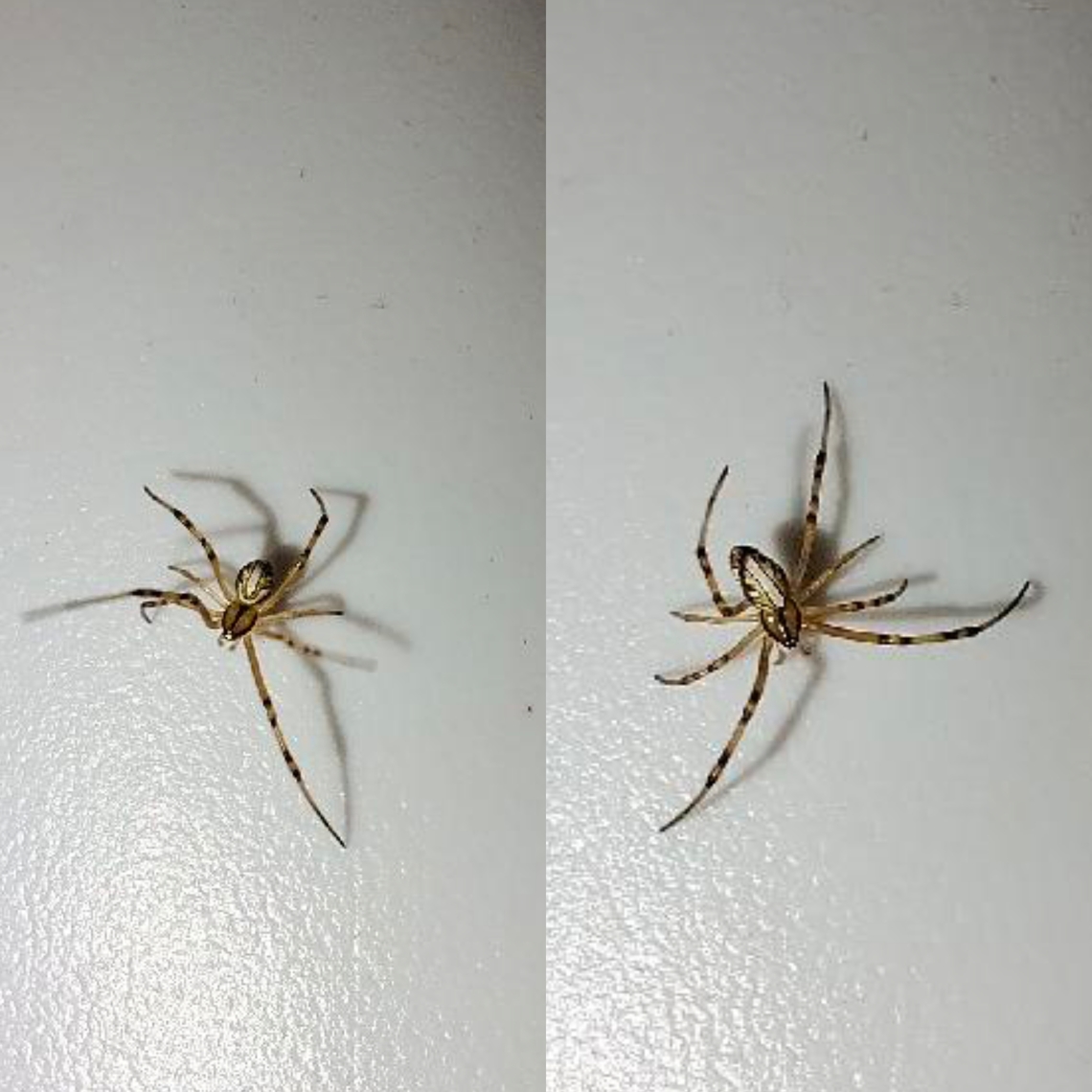 Western black widow male  Geotagged,Latrodectus hesperus,United States,Western black widow spider,male