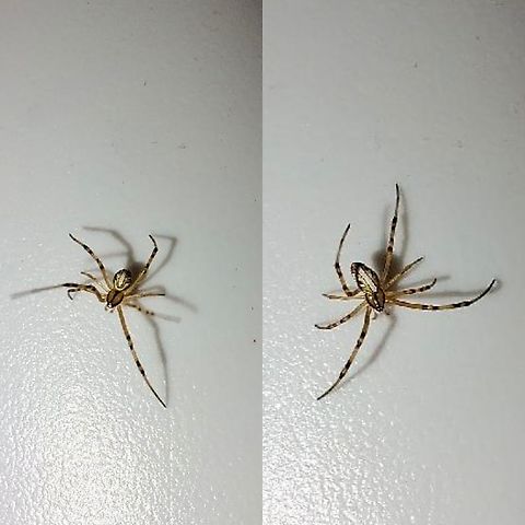 Western black widow male  Geotagged,Latrodectus hesperus,United States,Western black widow spider,male