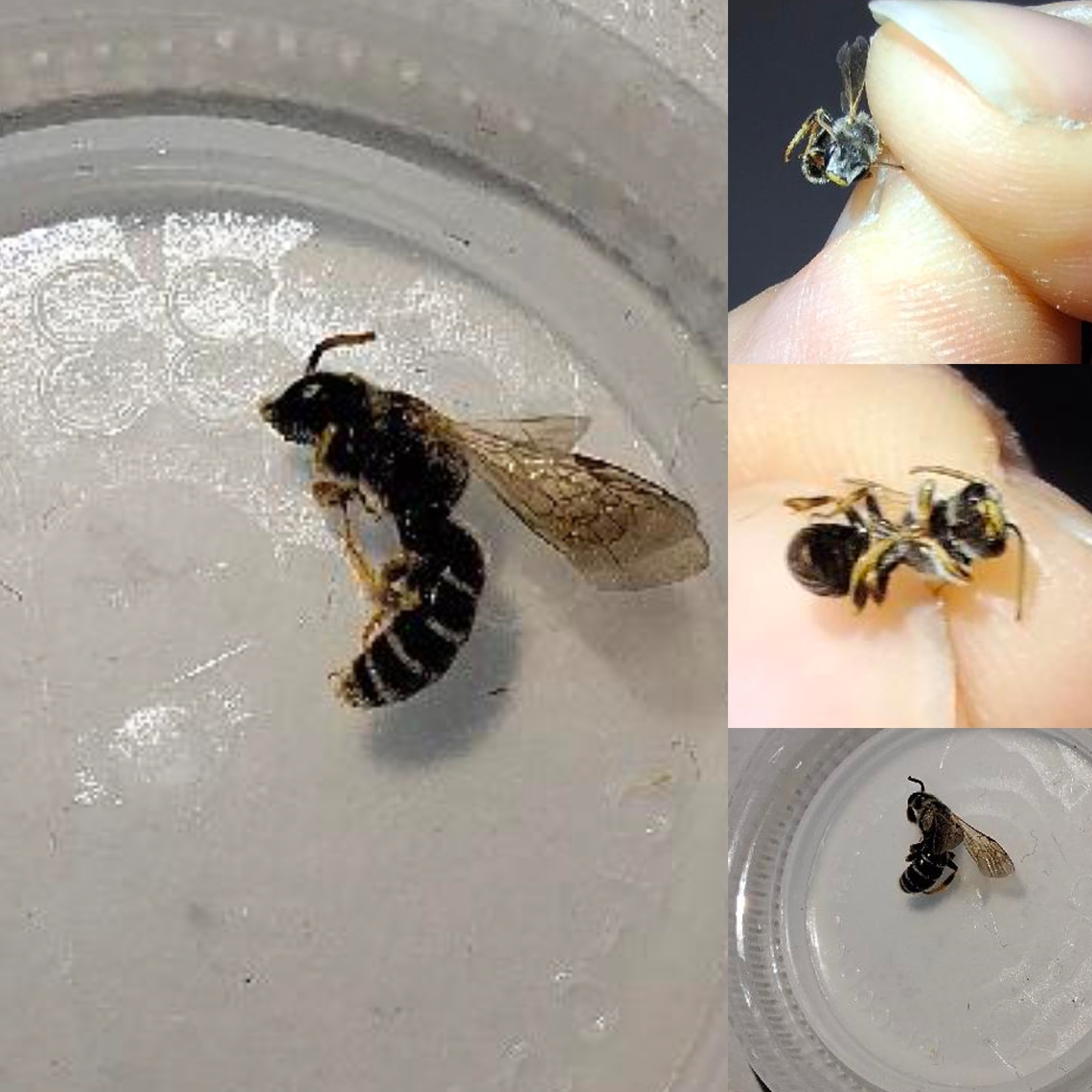 orange-legged furrow bee  Geotagged,Halictidae,Halictus rubicundus,Hymenoptera,Orange-legged Furrow Bee,Sweat bee,United States,orange-legged furrow bee