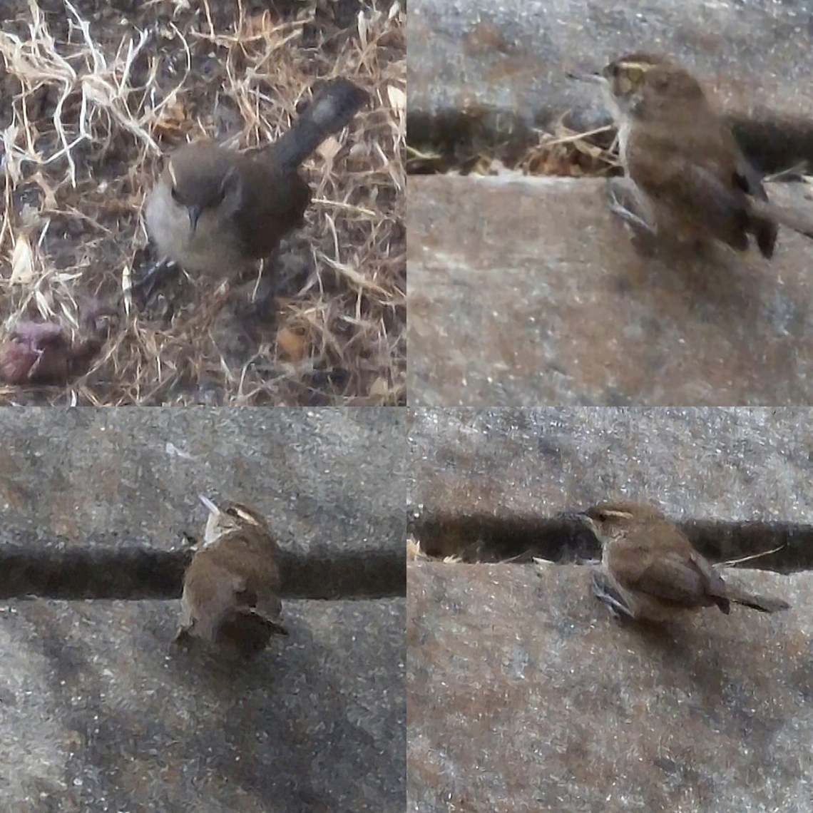 Bug hunting  Bewicks wren,Geotagged,Thryomanes bewickii,United States