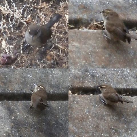 Bug hunting  Bewicks wren,Geotagged,Thryomanes bewickii,United States