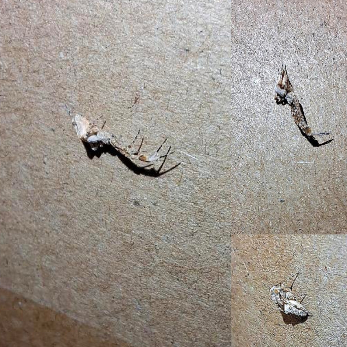 Cribellate&nbsp;Orb&nbsp;Weavers  Cribellate&nbsp;Orb&nbsp;Weavers,Geotagged,Uloboridae,Uloborus diversus,United States,diverse feather-legged spider