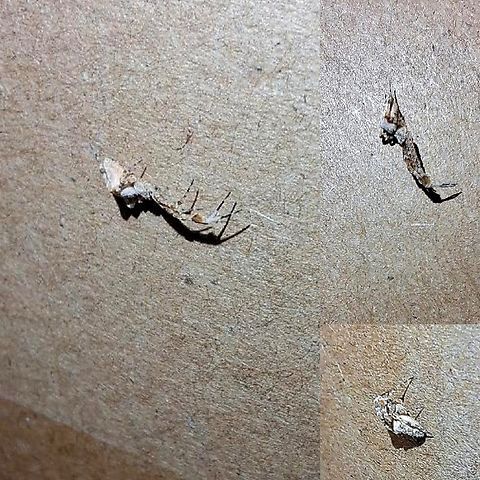 Cribellate Orb Weavers  Cribellate Orb Weavers,Geotagged,Uloboridae,Uloborus diversus,United States,diverse feather-legged spider