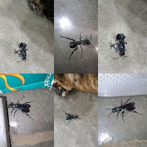 Nearctic Blue Mud-dauber Wasp