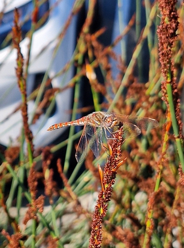 Sympetrum corruptum  Anisoptera,Geotagged,Libellulidae,Odonata,Summer,Sympetrum corruptum,United States,Variegated meadowhawk,male,variegated meadowhawk