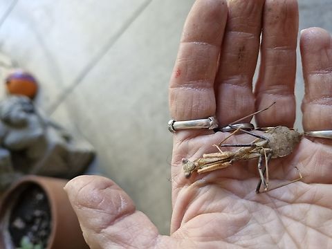 Stagmomantis californica This female might have actually died of natural causes. The cat next door moved in July.  Now we have two other strays that hang out. California mantis,Fall,Geotagged,Stagmomantis californica,United States,female