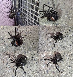 She's playing dead I shooed her away with a stick. Geotagged,Latrodectus hesperus,United States,Western Black Widow,Western black widow spider,female,spider