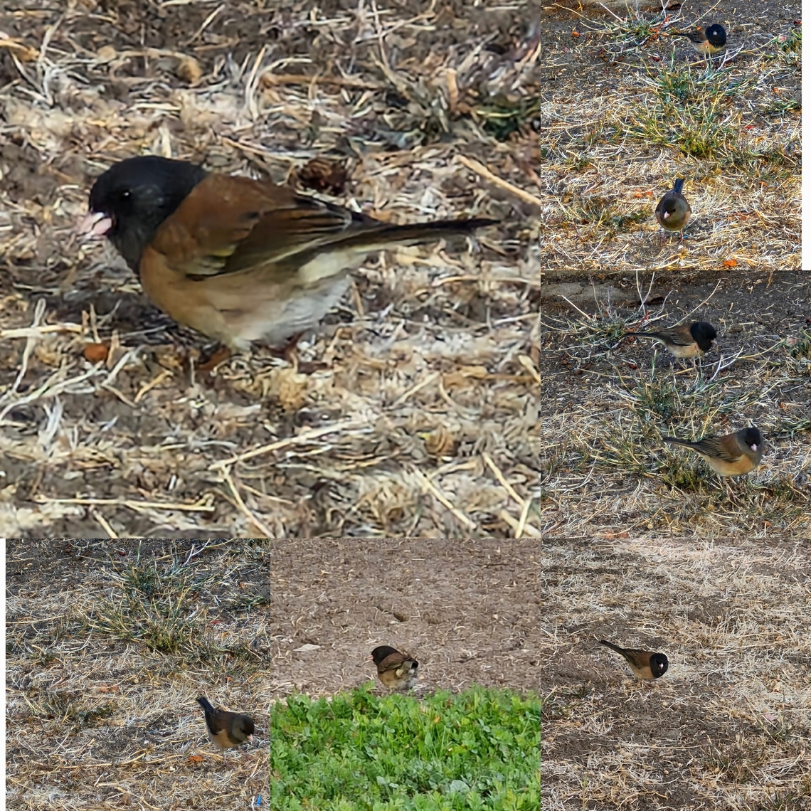 Dark-eyed junco  Dark-eyed junco,Geotagged,Junco hyemalis,United States,female,male