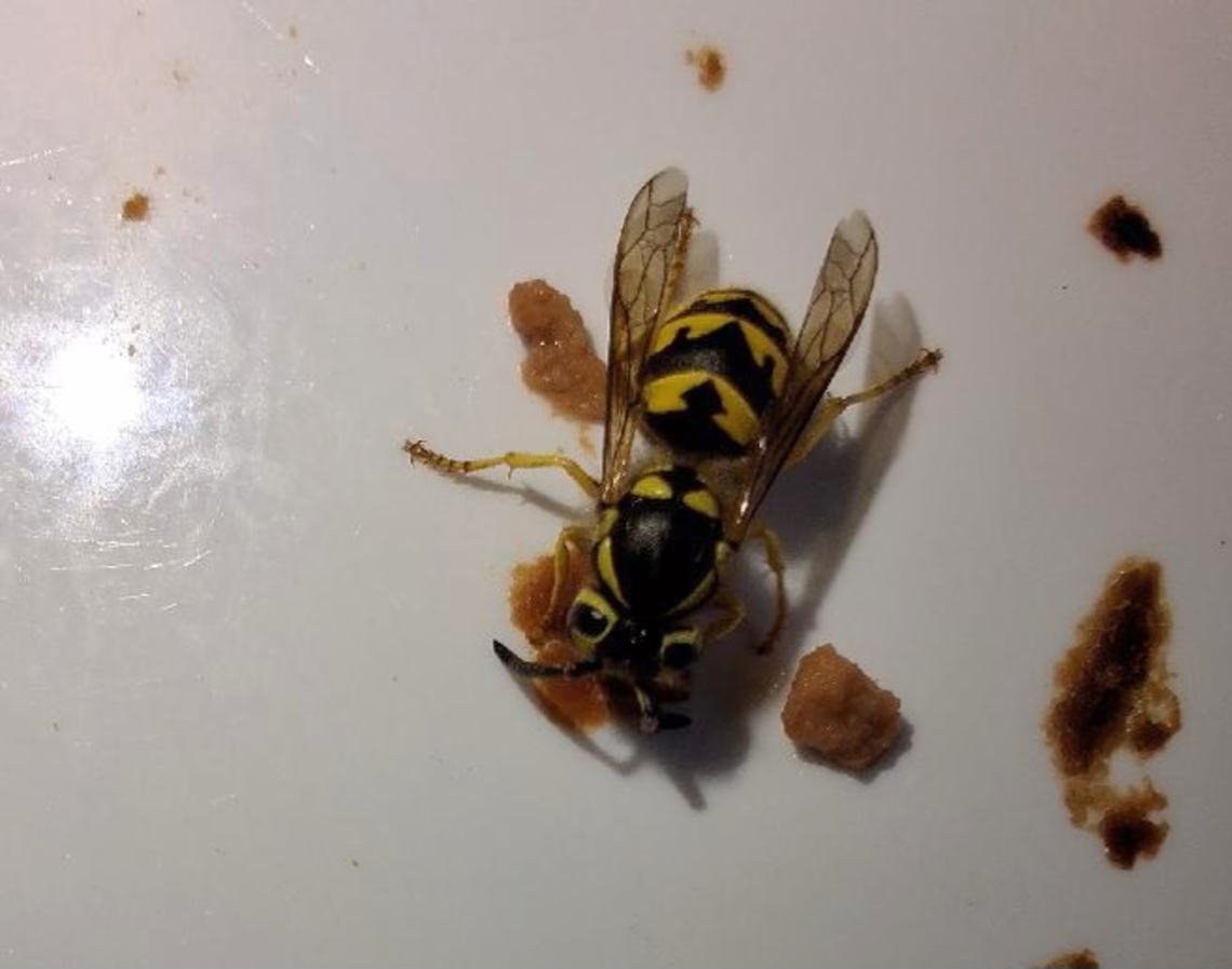 Vespula pensylvanica Eating or collecting remnants of cat food. Geotagged,United States,Vespula pensylvanica,Western yellowjacket,western yellowjacket