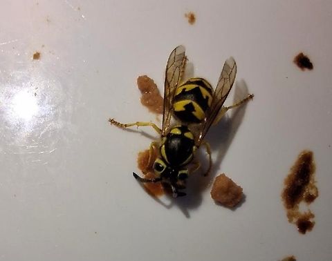 Vespula pensylvanica Eating or collecting remnants of cat food. Geotagged,United States,Vespula pensylvanica,Western yellowjacket,western yellowjacket
