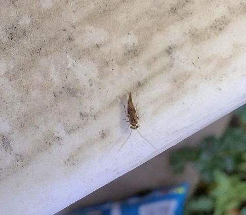 Barklice  Geotagged,Psocoptera,United States,barklice