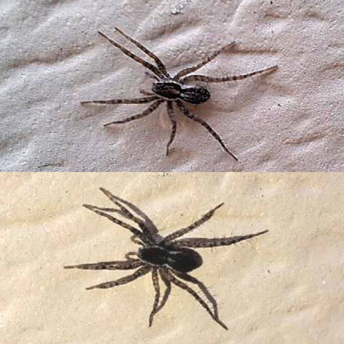 Pardosa californica Small about. 0.5 " Geotagged,Pardosa,Pardosa californica,United States,Wolf Spider