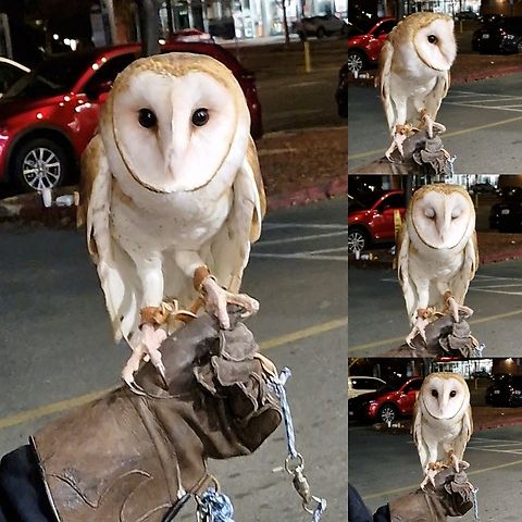 Greeted me at work The lady who owns it was talking to someone else, so I took a quick video.  Someone that got to have the owl perch on him told me she has five falcons she uses for hunting.  Barn owl,Birds of Prey,Geotagged,Owl,Tyto alba,United States,bird