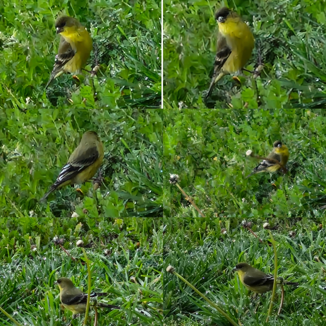 Lesser goldfinch  Aves,Carduelinae,Carduelis psaltria,Fringillidae,Geotagged,Lesser Goldfinch,Lesser goldfinch,Spinus psaltria,United States,male