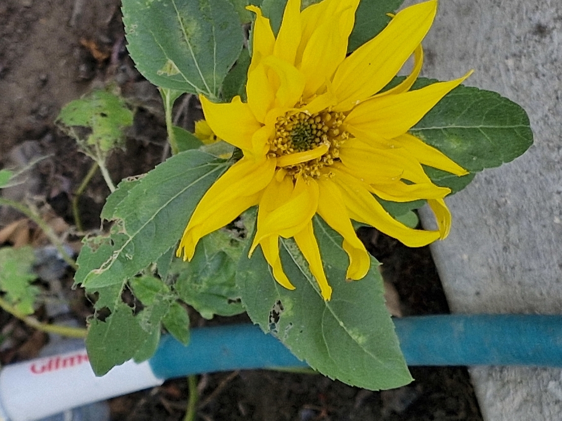 Common sunflower  Common Sunflower,Common sunflower,Geotagged,Helianthus annuus,United States,Winter
