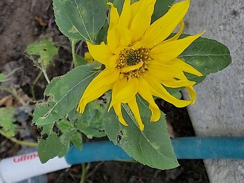 Common sunflower  Common Sunflower,Common sunflower,Geotagged,Helianthus annuus,United States,Winter