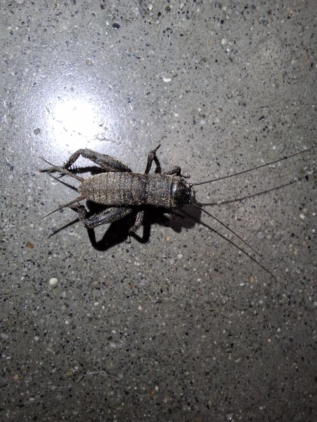 Wingless black cricket  Geotagged,Gryllus vocalis,United States,Wingless black cricket,black field cricket,cricket,field cricket,gryllus