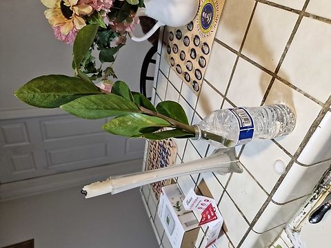 Zamioculcas zamiifolia or zz plant Originally from E. Africa areas include  Kenya, KwaZulu-Natal, Malawi, Mozambique, Tanzania, and Zimbabwe. A house plant that thrives in indirect sunlight.Zamioculcas zamiifolia roots are rhizomatous and have the ability to store moisture, thus aiding the plants in their drought resistance. The plants like regular waterings, but the soil should be allowed to dry out between waterings. Geotagged,Herbaceous perennial,United States,Winter,Zamioculcas,Zamioculcas zamiifolia,zanzibar gem,zz plant