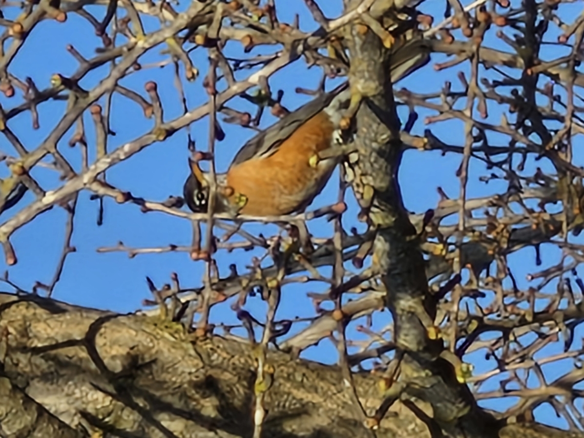 American robin  American Robin,American robin,Geotagged,Turdus migratorius,United States,Winter