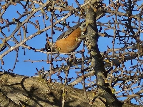 American robin  American Robin,American robin,Geotagged,Turdus migratorius,United States,Winter