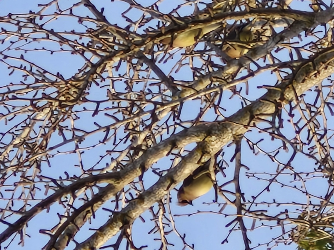 A group of cedar waxwing  Bombycilla cedrorum,Cedar Waxwing,Geotagged,United States,Winter,cedar waxwing