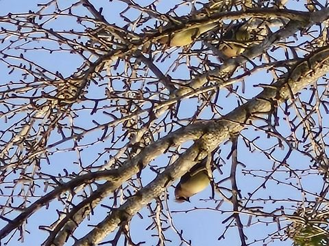 A group of cedar waxwing  Bombycilla cedrorum,Cedar Waxwing,Geotagged,United States,Winter,cedar waxwing