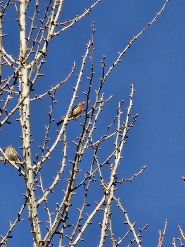 house finch  Geotagged,Haemorhous mexicanus,House Finch,United States,Winter,female,house finch,male