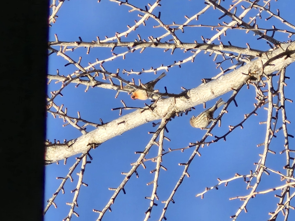 Haemorhous mexicanus  Geotagged,Haemorhous mexicanus,House Finch,United States,Winter,female,house finch,male