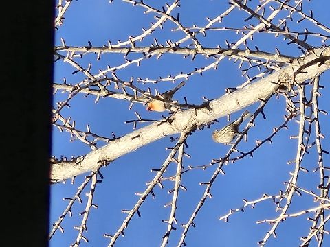 Haemorhous mexicanus  Geotagged,Haemorhous mexicanus,House Finch,United States,Winter,female,house finch,male