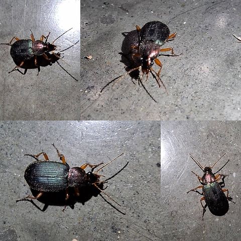 vivid metallic ground beetle I thought it was a typical ground beetle running around at work.  It's shiny. Chlaenius,Chlaenius tricolor,Geotagged,Ground Beetle,United States,vivid metallic ground beetle