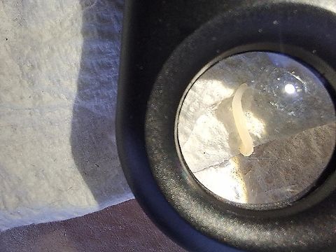 Tapeworm Stray cat has it. Cestoda,Geotagged,Platyhelminthes,United States,taeniasis,tapeworm