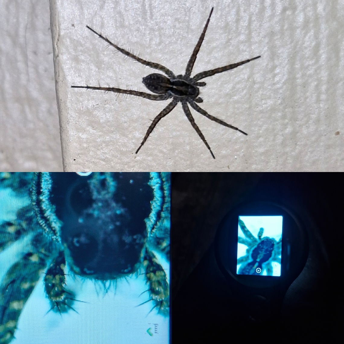 Pardosa californica I bought those $20 hand held microscope. I don&#039;t have a computer to upload. It doesn&#039;t connect to the phone, nor the sd card can extract.  You do get a cool blue tinge close up of this spider. Geotagged,Lycosidae,Pardosa californica,United States,male,thin legged wolf spider