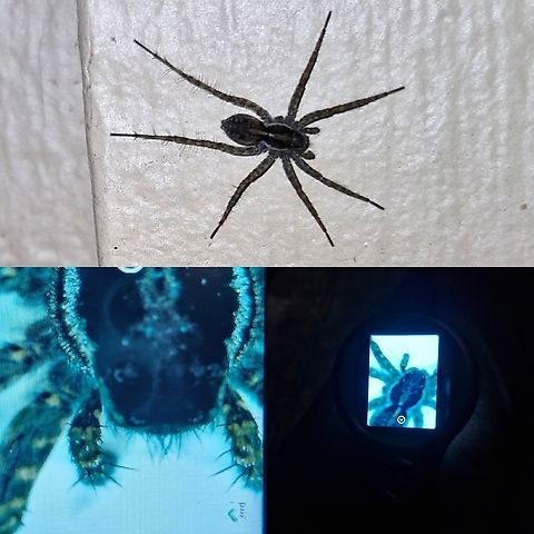 Pardosa californica I bought those $20 hand held microscope. I don't have a computer to upload. It doesn't connect to the phone, nor the sd card can extract.  You do get a cool blue tinge close up of this spider. Geotagged,Lycosidae,Pardosa californica,United States,male,thin legged wolf spider