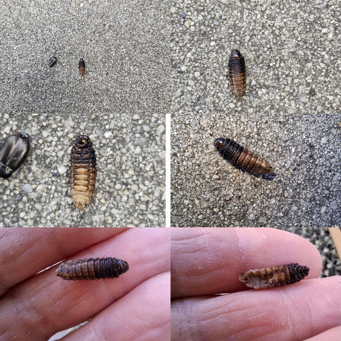 Pupa Google lens and picture bug tells me it&#039;s a soldier fly. I have my doubts because it has a small prong at the end of all the pictures I looked at. I found it under the blanket a stray cat sleeps on. Pupae,pupa