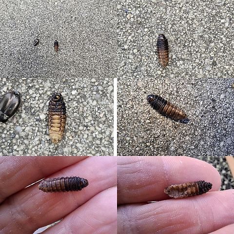 Pupa Google lens and picture bug tells me it's a soldier fly. I have my doubts because it has a small prong at the end of all the pictures I looked at. I found it under the blanket a stray cat sleeps on. Pupae,pupa