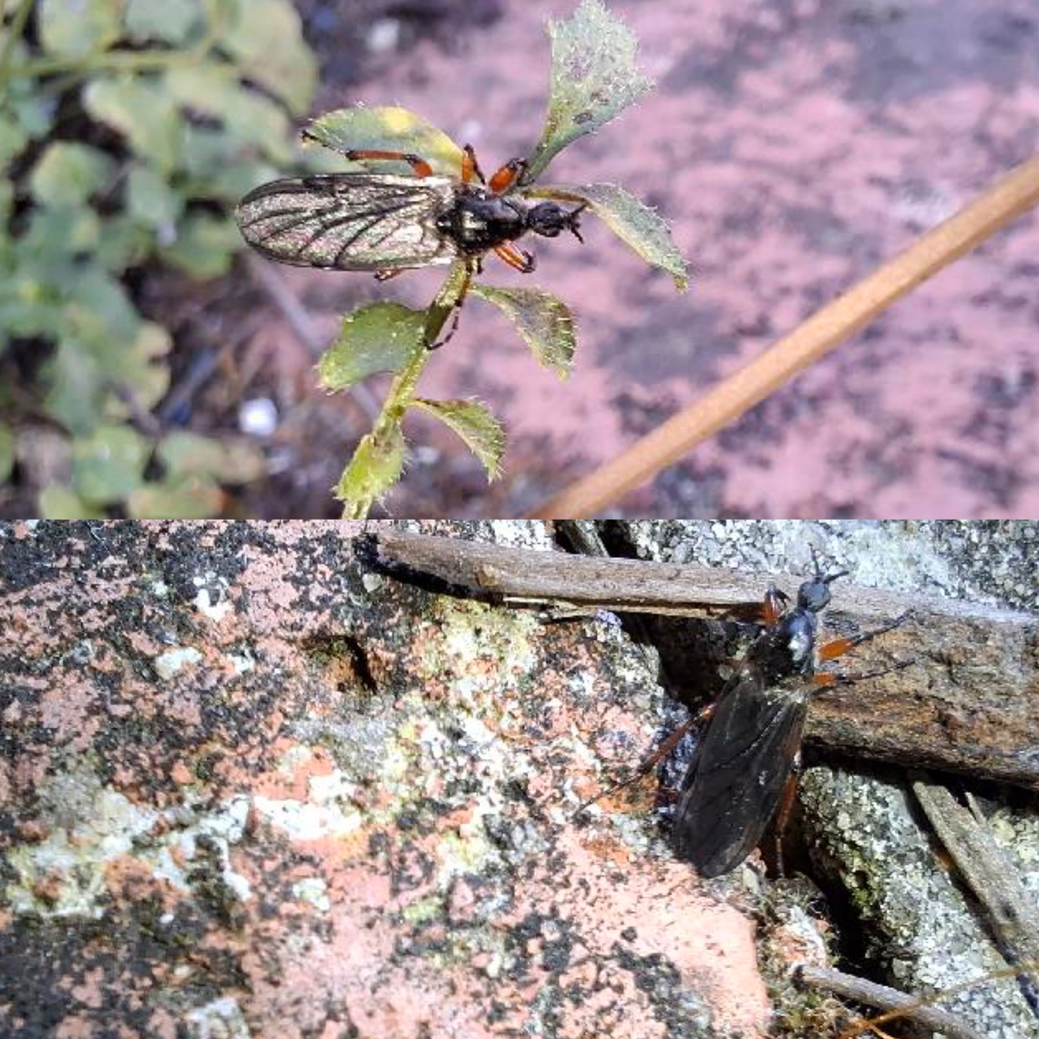 yellow-footed March fly  Bibio xanthopus,Geotagged,March fly,United States,female,yellow-footed March fly
